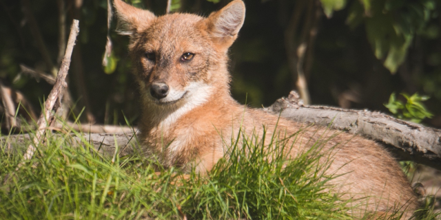 На фото шакал