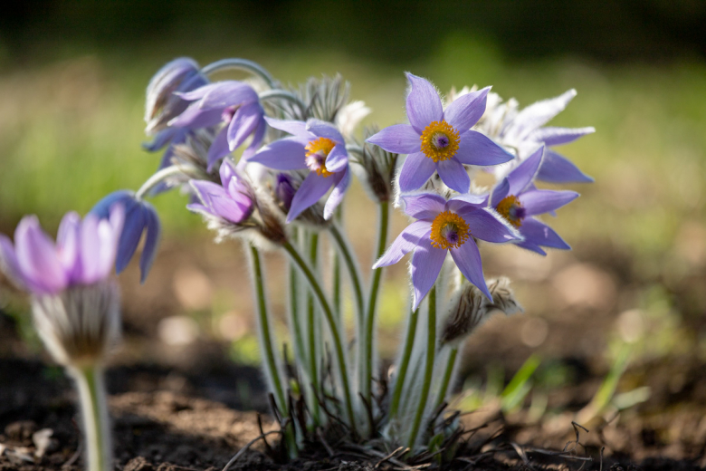 Прострел большой