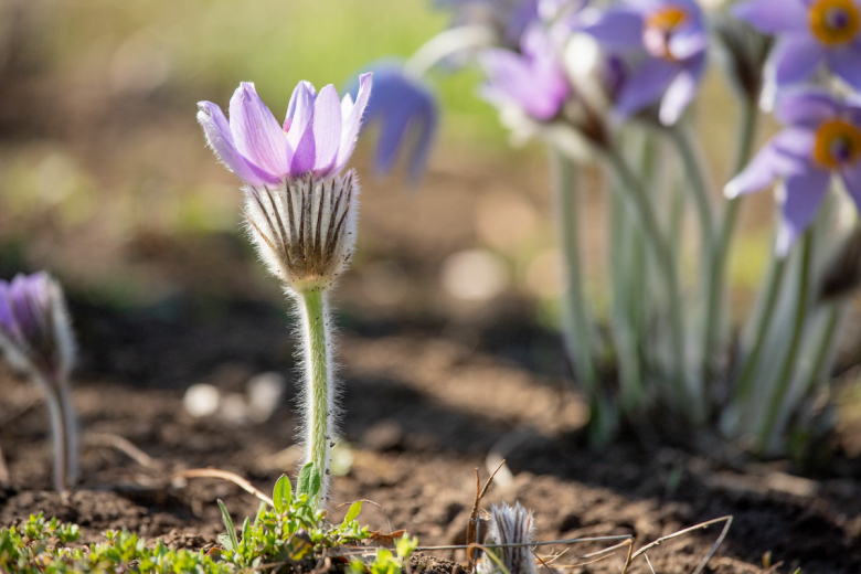 Прострел большой