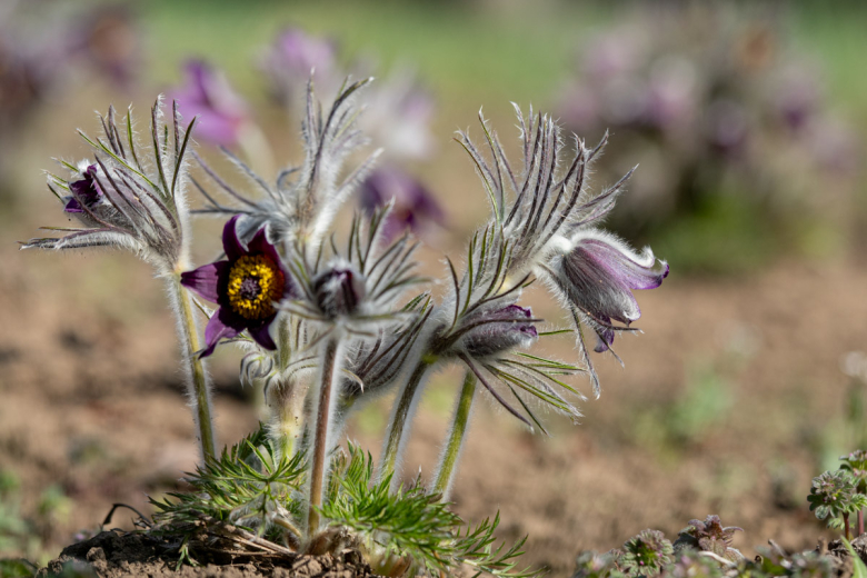 Прострел горный