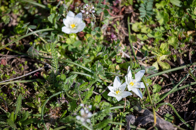 Птицемлечник преломленный