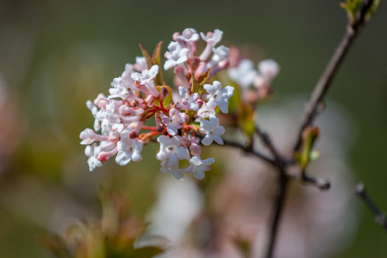 Калина Фаррера