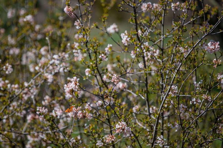 Калина Фаррера