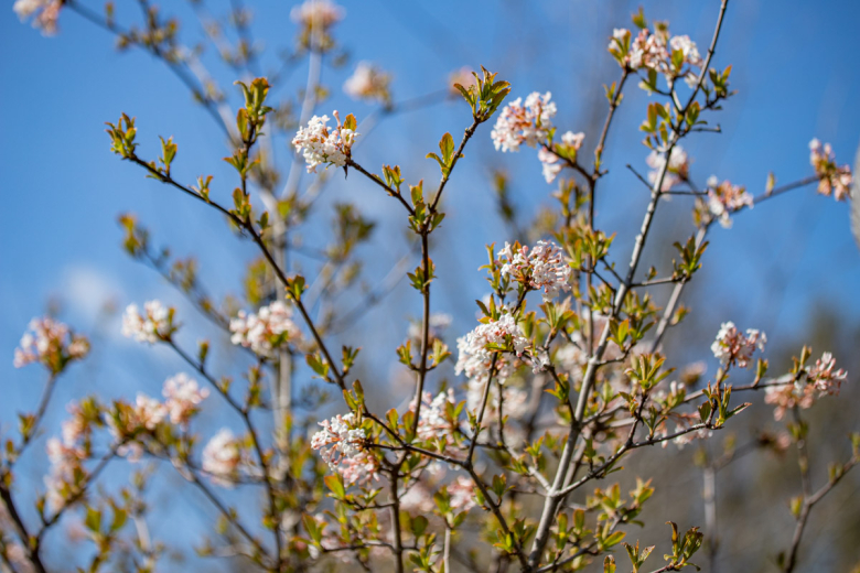 Калина Фаррера