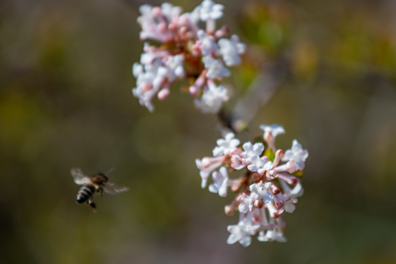 Калина Фаррера