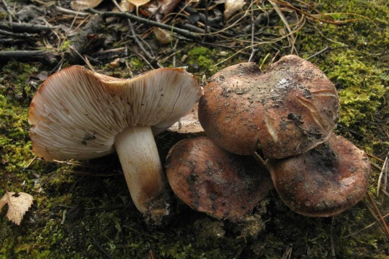 Ядовитый гриб: Рядовка коричневая