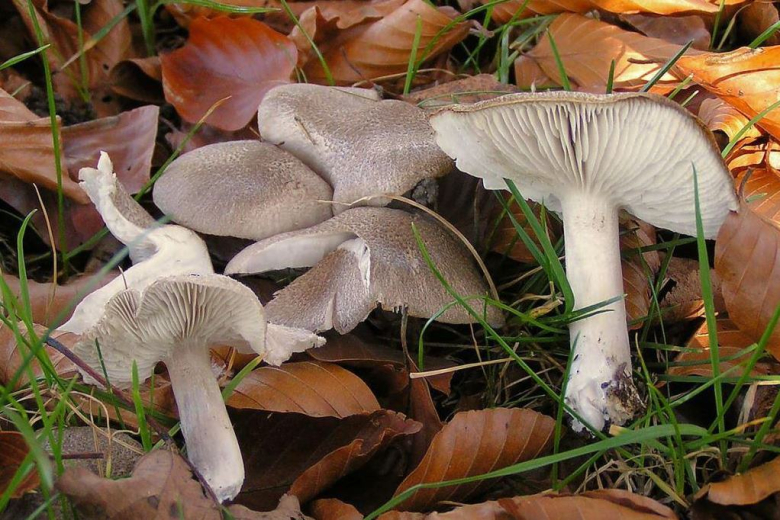 Съедобный гриб: Рядовка землистая 