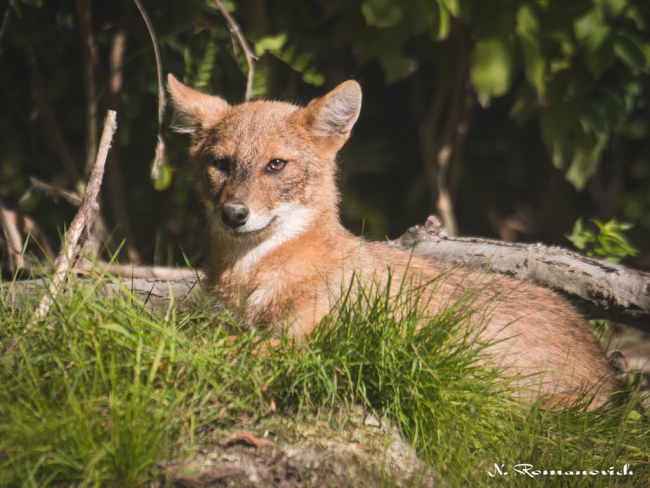 На фото шакал